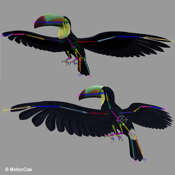 3d flying toucan - Toucan B ( Flying ) by MotionCow